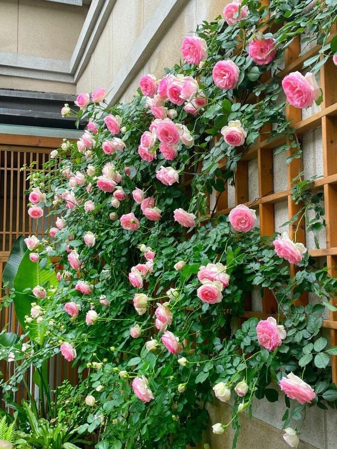 Lạc bước giữa khu vườn tầng trệt xanh mát như công viên