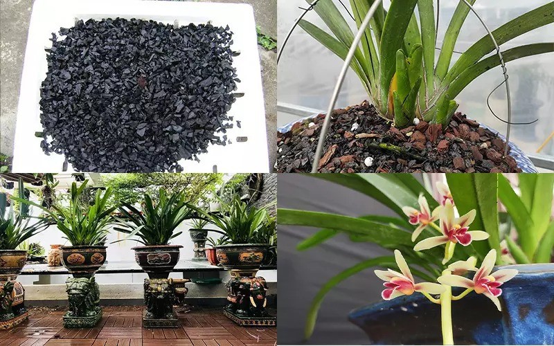 Kỹ thuật nhân giống lan kiếm bằng tách nhánh