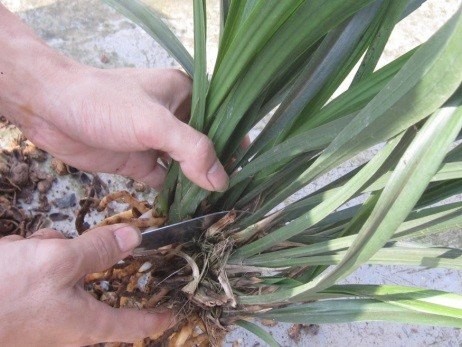 Kỹ thuật nhân giống lan kiếm bằng tách nhánh