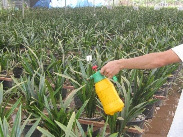 Kỹ thuật nhân giống lan kiếm bằng tách nhánh