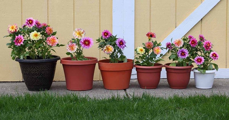 Hoa thược dược là một trong những loài hoa đẹp nhất. Các cụ có câu “nhất lay ơn nhì thược dược” như là một cách để tôn vinh vẻ đẹp của loài hoa độc đáo này. Đối với những ai yêu thích trồng cây cảnh thì việc có một cây thược dược trong khu vườn sẽ tô điểm rất nhiều cho cảnh quan ngôi nhà.