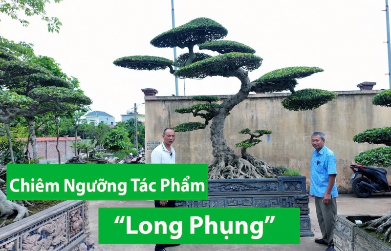 Chiêm ngưỡng tác phẩm Long Phụng  - 16 năm tạo tác cây sanh nghệ thuật