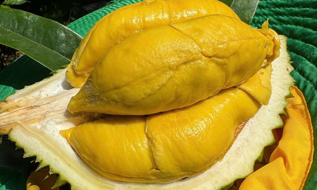 “Báo động đỏ” với sầu riêng Việt: Cảnh báo nguy cơ từ thị trường xuất khẩu