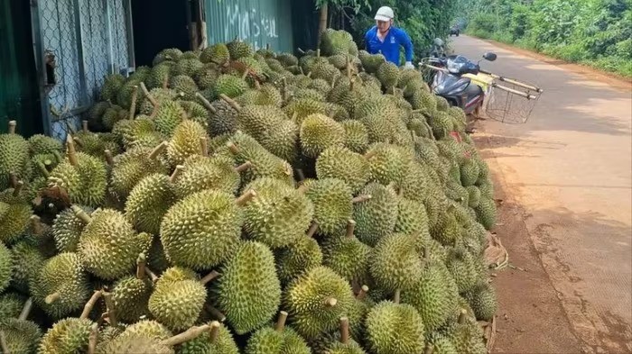 “Báo động đỏ” với sầu riêng Việt: Cảnh báo nguy cơ từ thị trường xuất khẩu