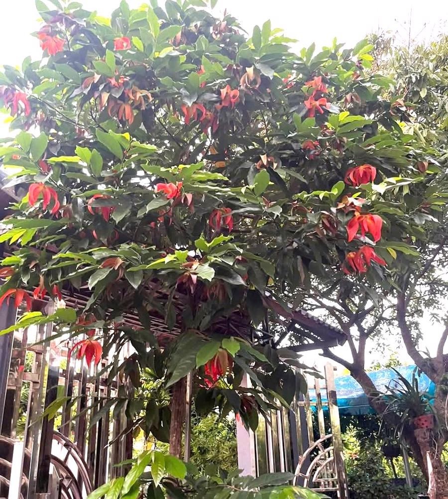 Cơn sốt dẻ đỏ Ngàn Nưa: Từ loài hoa bình dị của núi rừng trở thành 