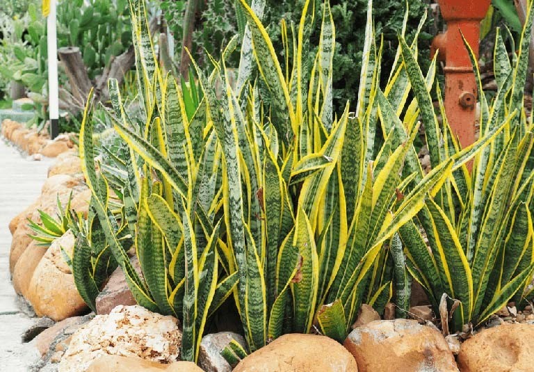 4 loại cây cảnh người xưa khuyên trồng: Không giàu sang cũng gặp điều lành