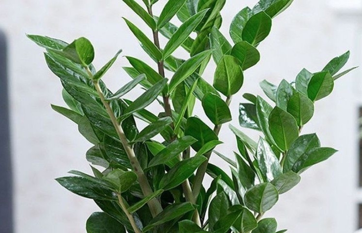 4 loại cây cảnh người xưa khuyên trồng: Không giàu sang cũng gặp điều lành