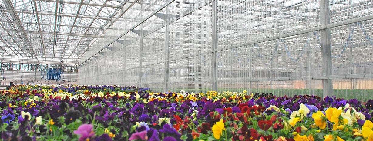 Phòng bệnh cho hoa lan: Hướng dẫn đầy đủ từ giàn trồng đến xử lý bệnh
