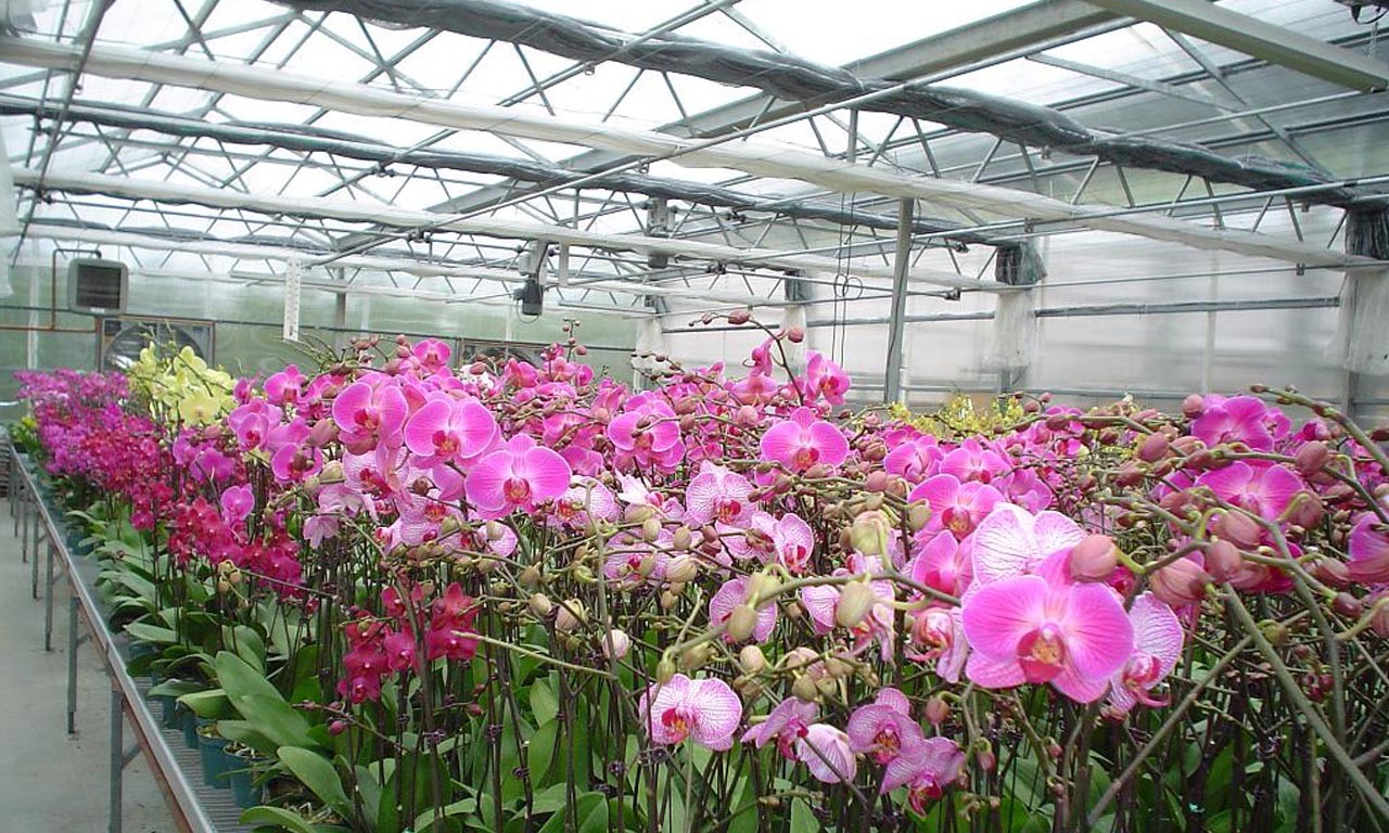 Các nhà kính trồng hoa lan cần đảm bảo nhiều yếu tố khác nhau như  ánh sáng, nhiệt độ, độ ẩm, khả năng bảo vệ, chống sâu bệnh, chống tia cực tím, không bị đọng sương gây nhỏ giọt, không khí được lưu thông điều hòa tốt,...Các kiểu nhà kính trồng hoa lan rất đa dạng với nhiều loại kích thước lớn nhỏ khác nhau, tùy vào quy mô sản xuất hoa của người trồng.