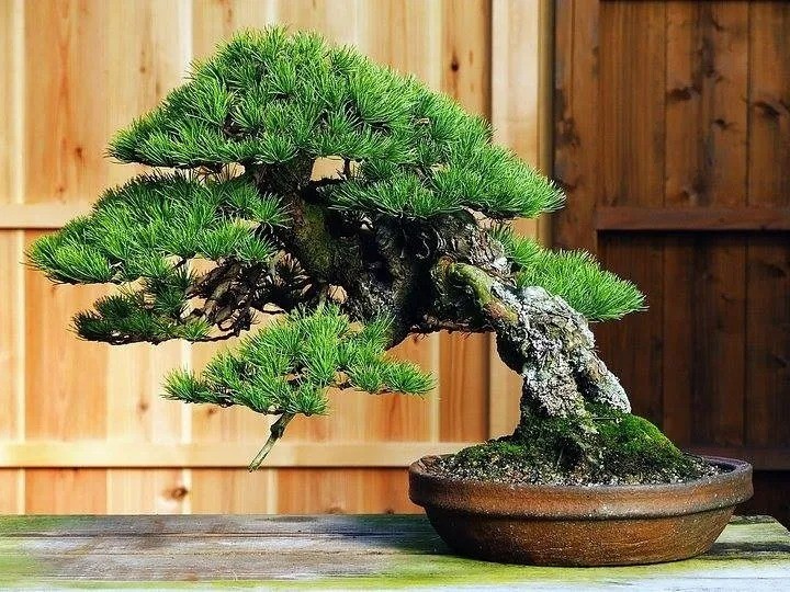 Cây phi lao được trồng làm cây cảnh, tạo ra một không gian sống đẹp mắt và sang trọng, giúp tạo điểm nhấn và tăng thêm tính thẩm mỹ cho không gian sống. Nhìn vào cây phi lao có thể mang lại cảm giác thư giãn và tĩnh lặng, giúp giảm căng thẳng và stress trong cuộc sống hàng ngày.