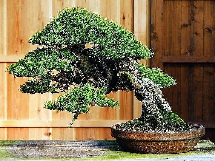 Chất liệu cây cảnh: Yếu tố cơ bản người xưa rất coi trọng