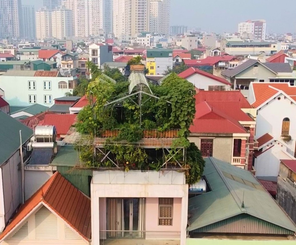 Giấc mơ nông trại giữa tầng cao: Kỹ sư Hà Nội xây hệ sinh thái sân thượng với cá, gà và rau sạch