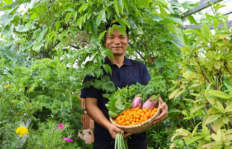 Giấc mơ nông trại giữa tầng cao: Kỹ sư Hà Nội xây hệ sinh thái sân thượng với cá, gà và rau sạch