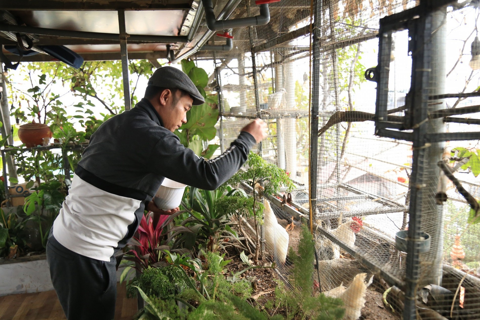 Giấc mơ nông trại giữa tầng cao: Kỹ sư Hà Nội xây hệ sinh thái sân thượng với cá, gà và rau sạch
