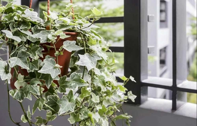 6 loại cây phong thủy vàng giúp gia chủ rước tài lộc, thịnh vượng vẹn toàn