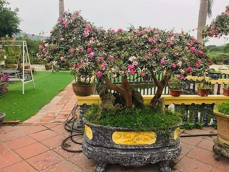 Cây sim và hành trình gìn giữ thiên nhiên giữa nhịp sống hiện đại
