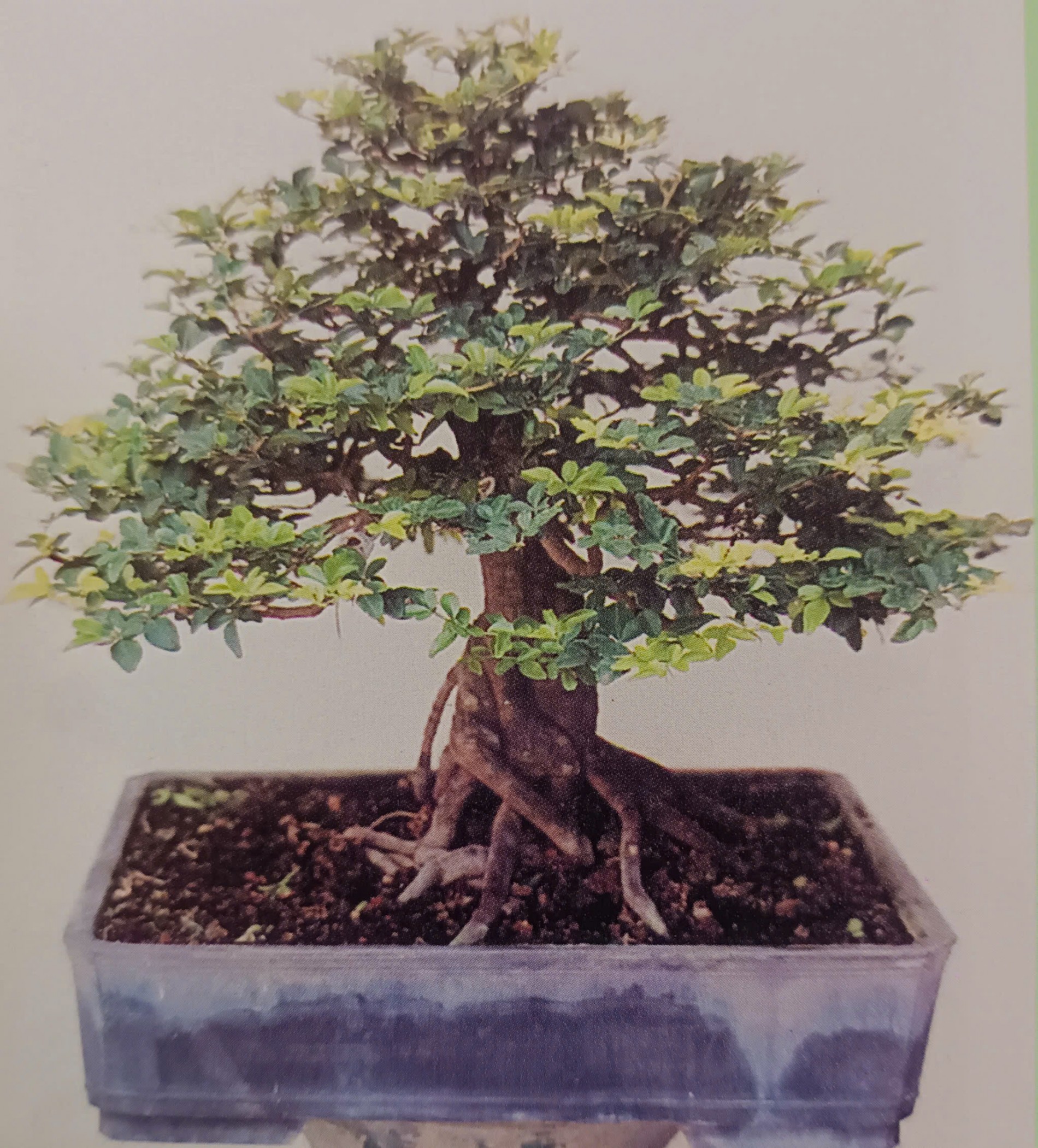 Chọn phôi bonsai đúng cách: Bài học từ những nghệ nhân hàng đầu