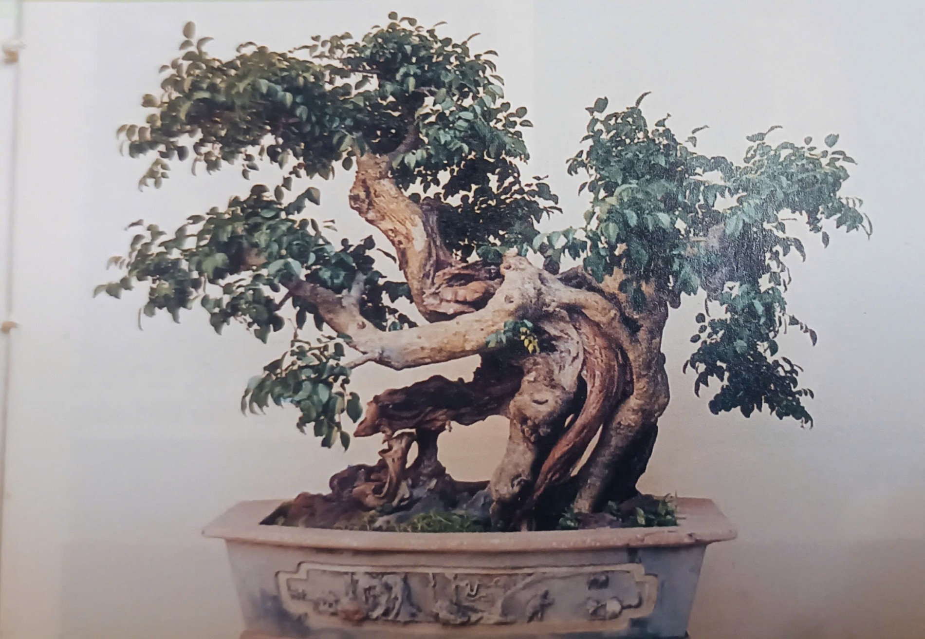 Chọn phôi bonsai đúng cách: Bài học từ những nghệ nhân hàng đầu