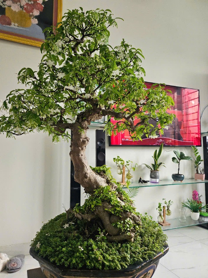 Thị trường bonsai mini tại Hà Nội: Sức hút từ những chậu cây nhỏ xinh
