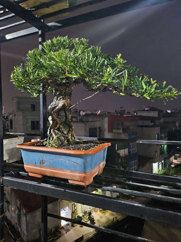 Thị trường bonsai mini tại Hà Nội: Sức hút từ những chậu cây nhỏ xinh