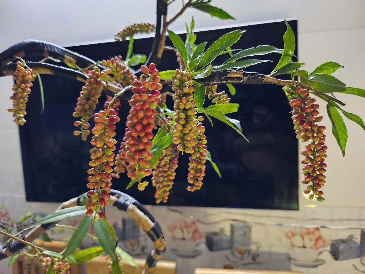 Thị trường bonsai mini tại Hà Nội: Sức hút từ những chậu cây nhỏ xinh