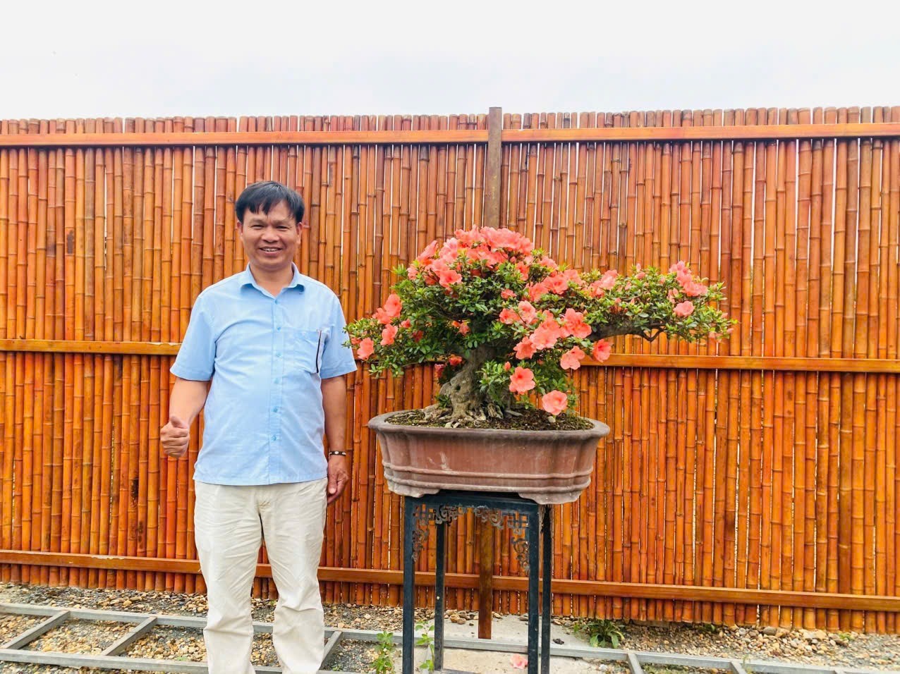 Thị trường bonsai mini tại Hà Nội: Sức hút từ những chậu cây nhỏ xinh