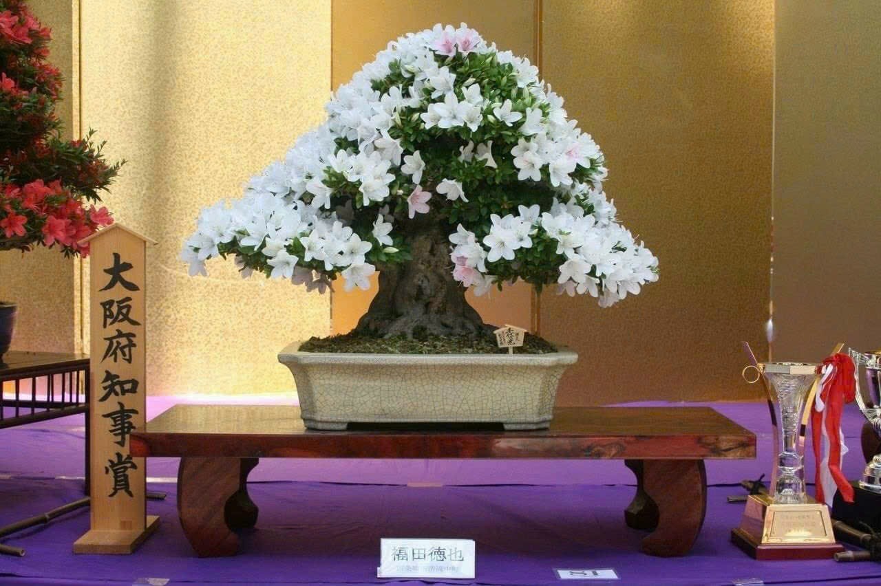 Thị trường bonsai mini tại Hà Nội: Sức hút từ những chậu cây nhỏ xinh