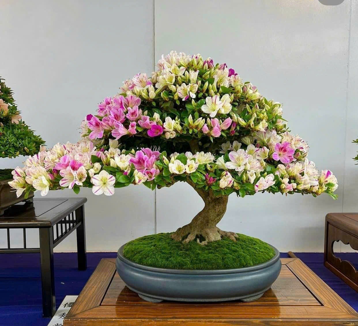 Thị trường bonsai mini tại Hà Nội: Sức hút từ những chậu cây nhỏ xinh