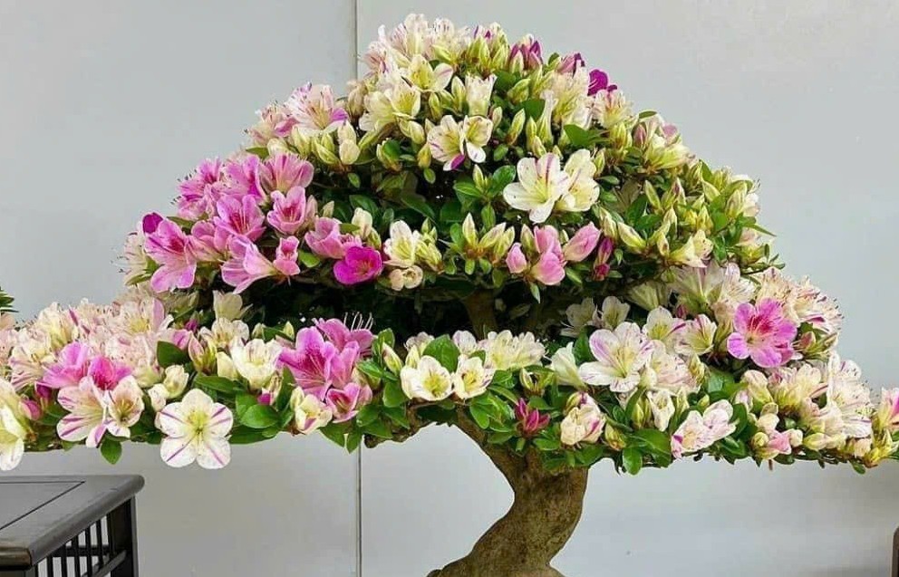Thị trường bonsai mini tại Hà Nội: Sức hút từ những chậu cây nhỏ xinh