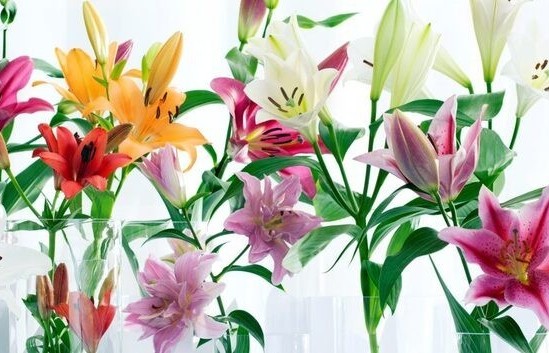 Tìm hiểu hoa ly (Lily): Ý nghĩa phong thủy, cách trồng và chăm sóc tại nhà dễ dàng