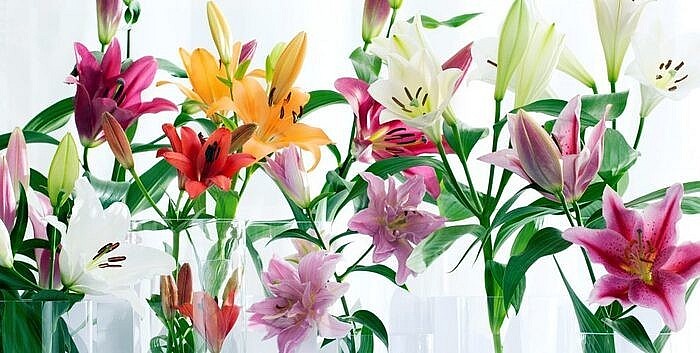 Tìm hiểu hoa ly (Lily): Ý nghĩa phong thủy, cách trồng và chăm sóc tại nhà dễ dàng