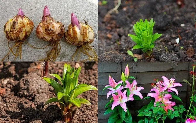 Tìm hiểu hoa ly (Lily): Ý nghĩa phong thủy, cách trồng và chăm sóc tại nhà dễ dàng