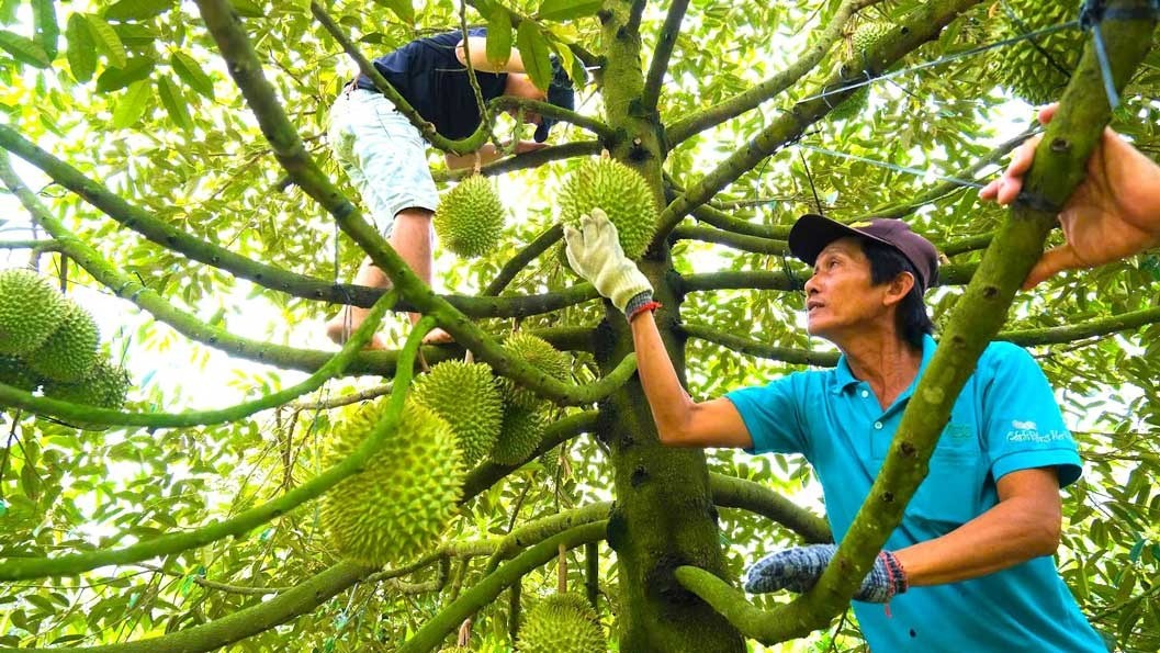 Cadimi trong sầu riêng: Mối nguy thầm lặng đe dọa ngành hàng triệu đô