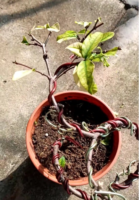 Chọn đất trồng mai chiếu thủy – cây cảnh lớn nhanh, lá xanh, hoa nhiều