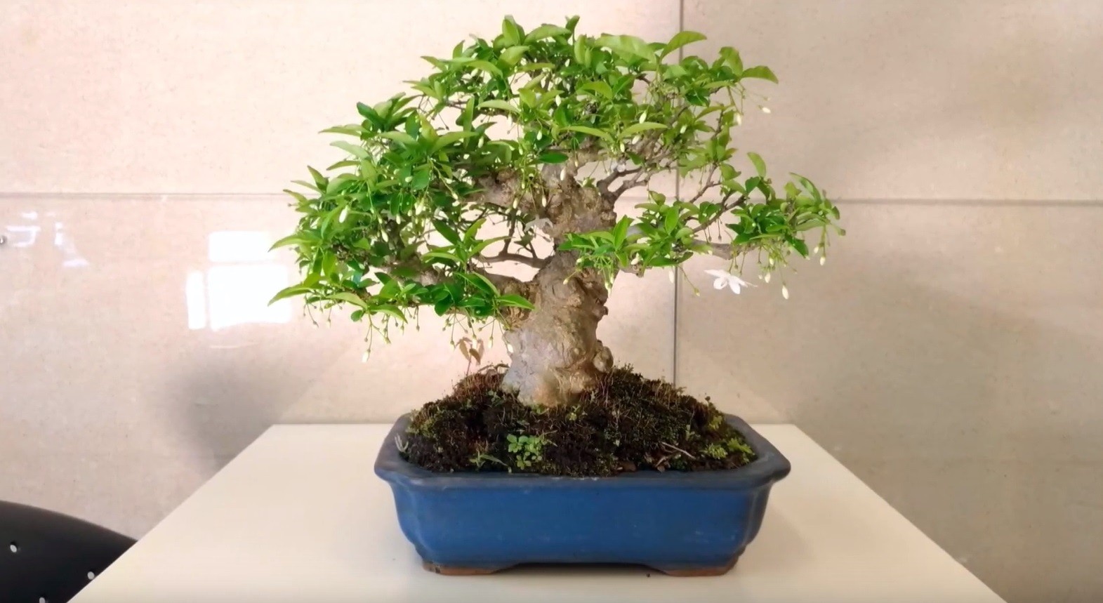 Chọn đất trồng mai chiếu thủy – cây cảnh lớn nhanh, lá xanh, hoa nhiều