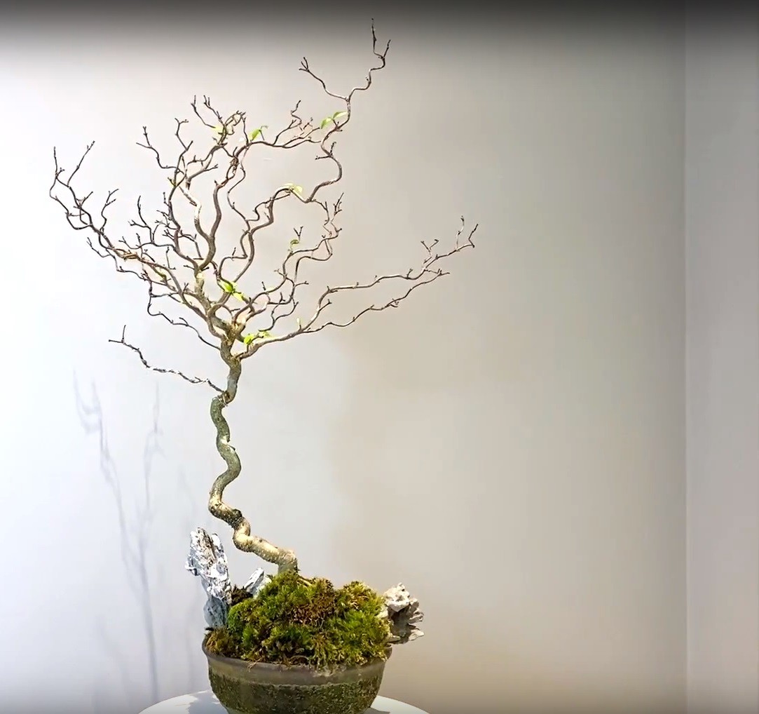 Chọn đất trồng mai chiếu thủy – cây cảnh lớn nhanh, lá xanh, hoa nhiều