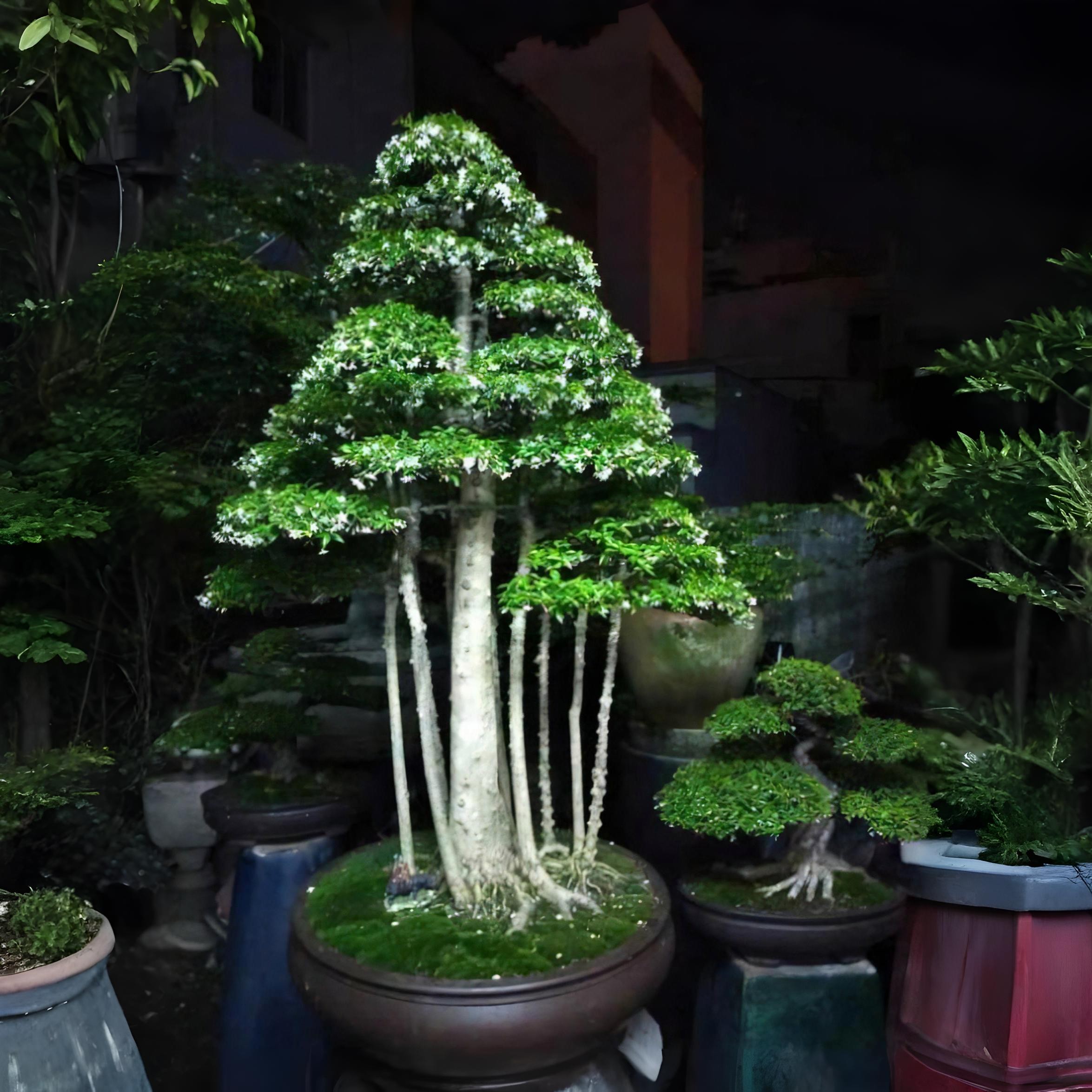 Chọn đất trồng mai chiếu thủy – cây cảnh lớn nhanh, lá xanh, hoa nhiều