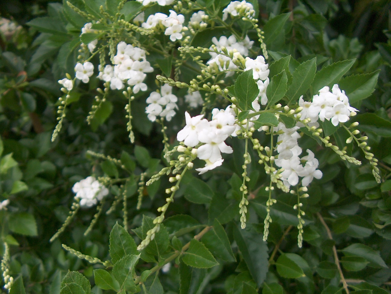 cây chuỗi ngọc trắng