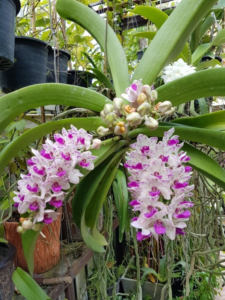 Lan Ngọc Điểm – Vũ điệu của núi rừng giữa lòng phố thị