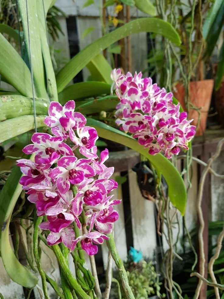 Lan Ngọc Điểm – Vũ điệu của núi rừng giữa lòng phố thị