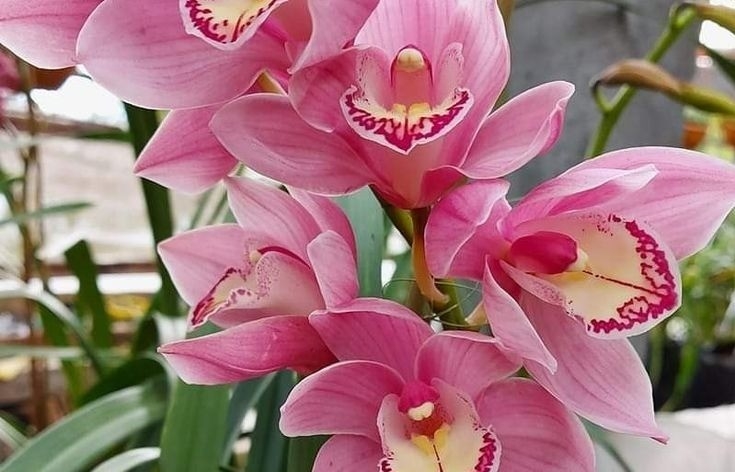 Khám phá lan Mokara: Loài lan lai nổi bật với sắc màu rực rỡ