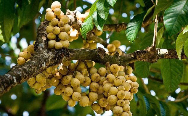 Tết Đoan Ngọ và ký ức tuổi thơ qua những món ăn quê hương Tết Đoan Ngọ và ký ức tuổi thơ qua những món ăn quê hương