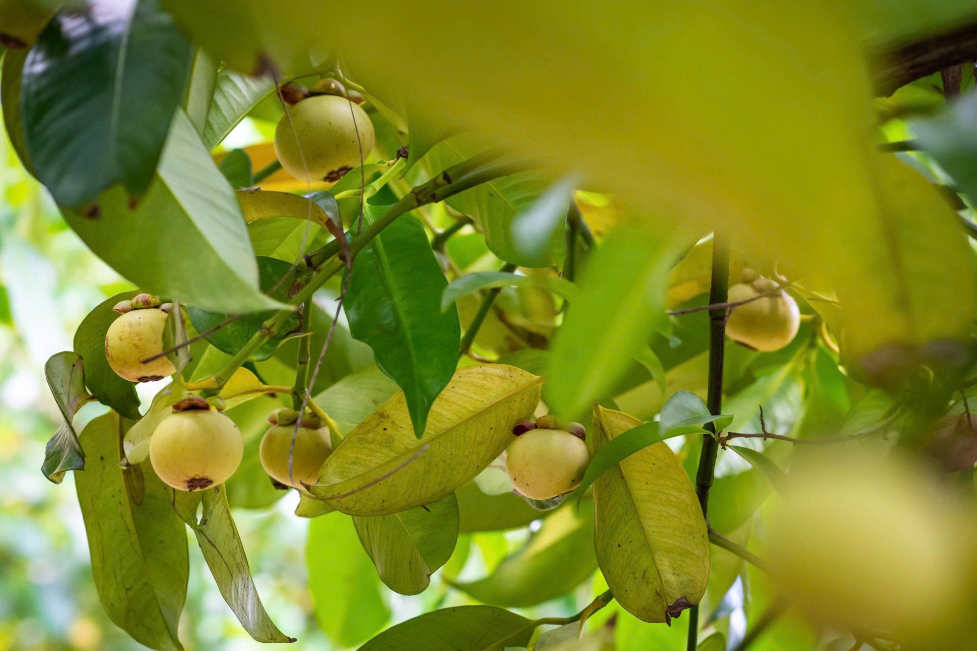 Tết Đoan Ngọ và ký ức tuổi thơ qua những món ăn quê hương Tết Đoan Ngọ và ký ức tuổi thơ qua những món ăn quê hương