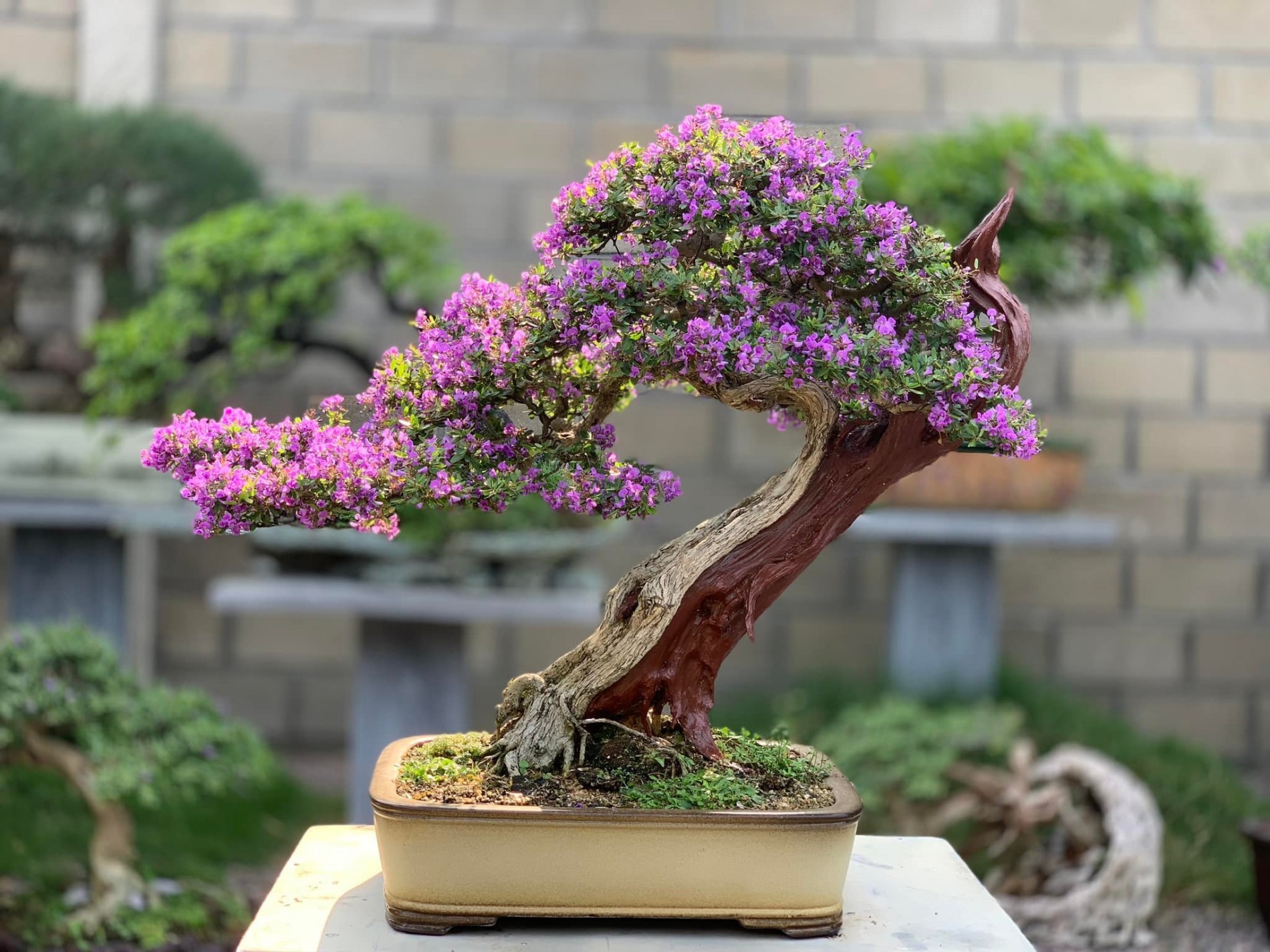 Thị trường bonsai mini tại Hà Nội: Sức hút từ những chậu cây nhỏ xinh