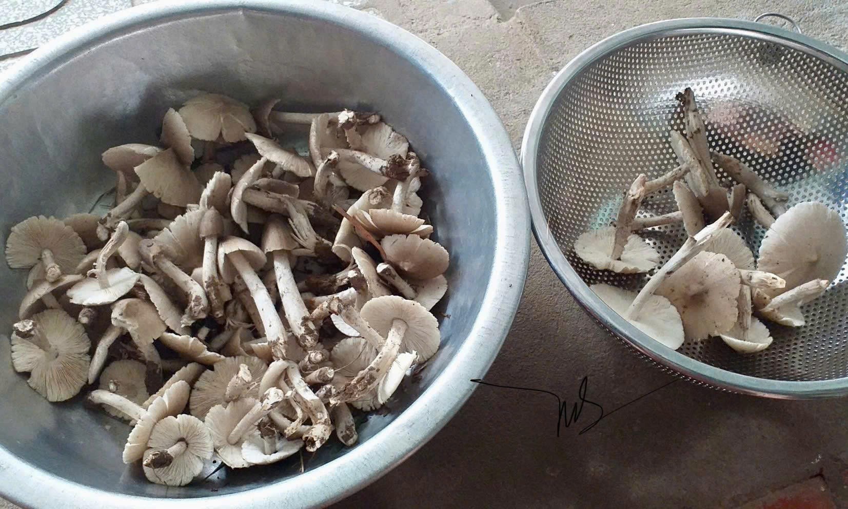 Tết Đoan Ngọ và ký ức tuổi thơ qua những món ăn quê hương Tết Đoan Ngọ và ký ức tuổi thơ qua những món ăn quê hương