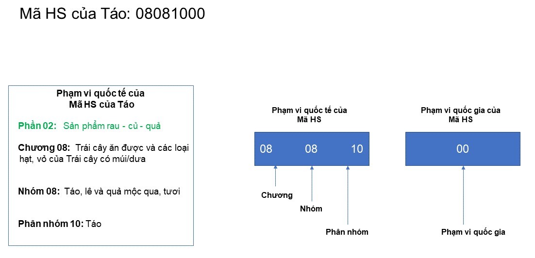 Tầm quan trọng của HS Code trong quá trình thông quan hàng hóa xuất nhập khẩu