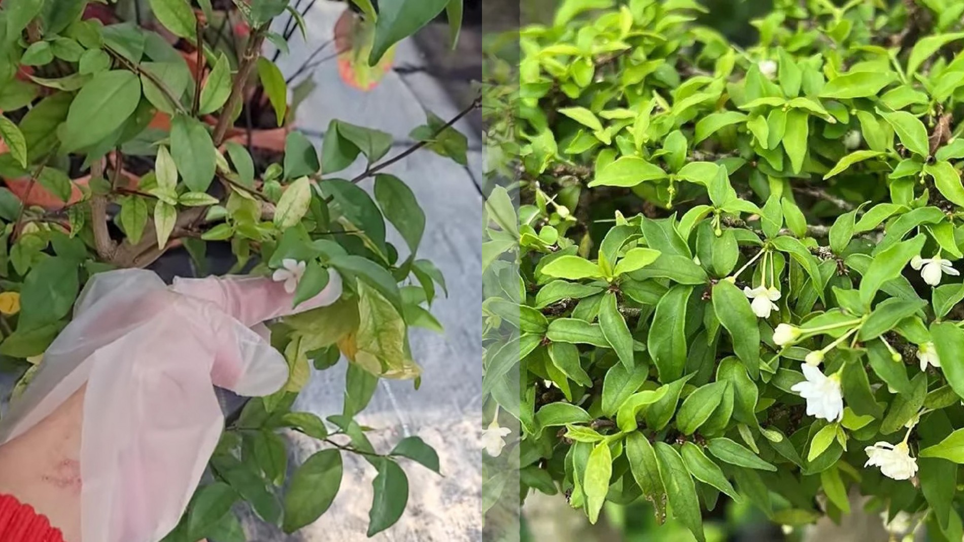 vàng lá và héo lá ở mai chiếu thủy