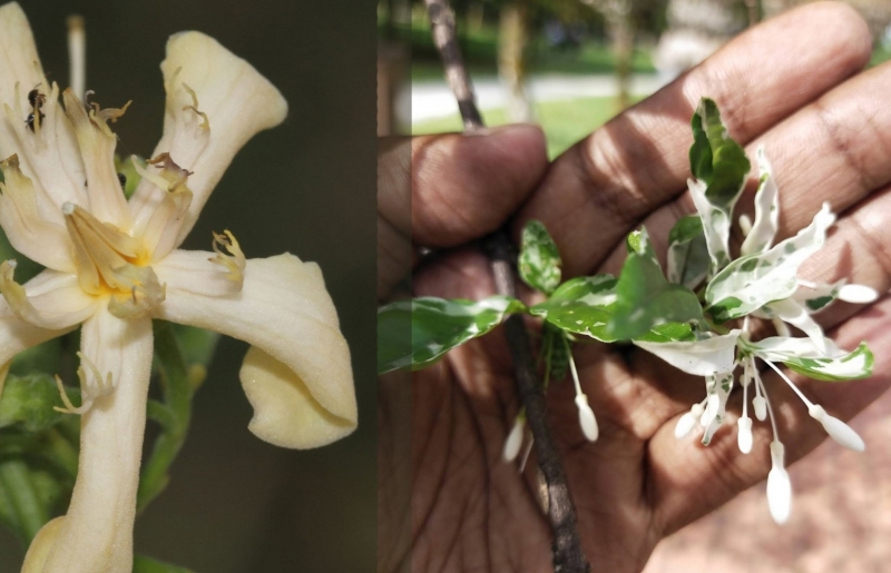Cây mai chiếu thuỷ bị rụng lá - nguyên nhân và cách khắc phục hiệu quả