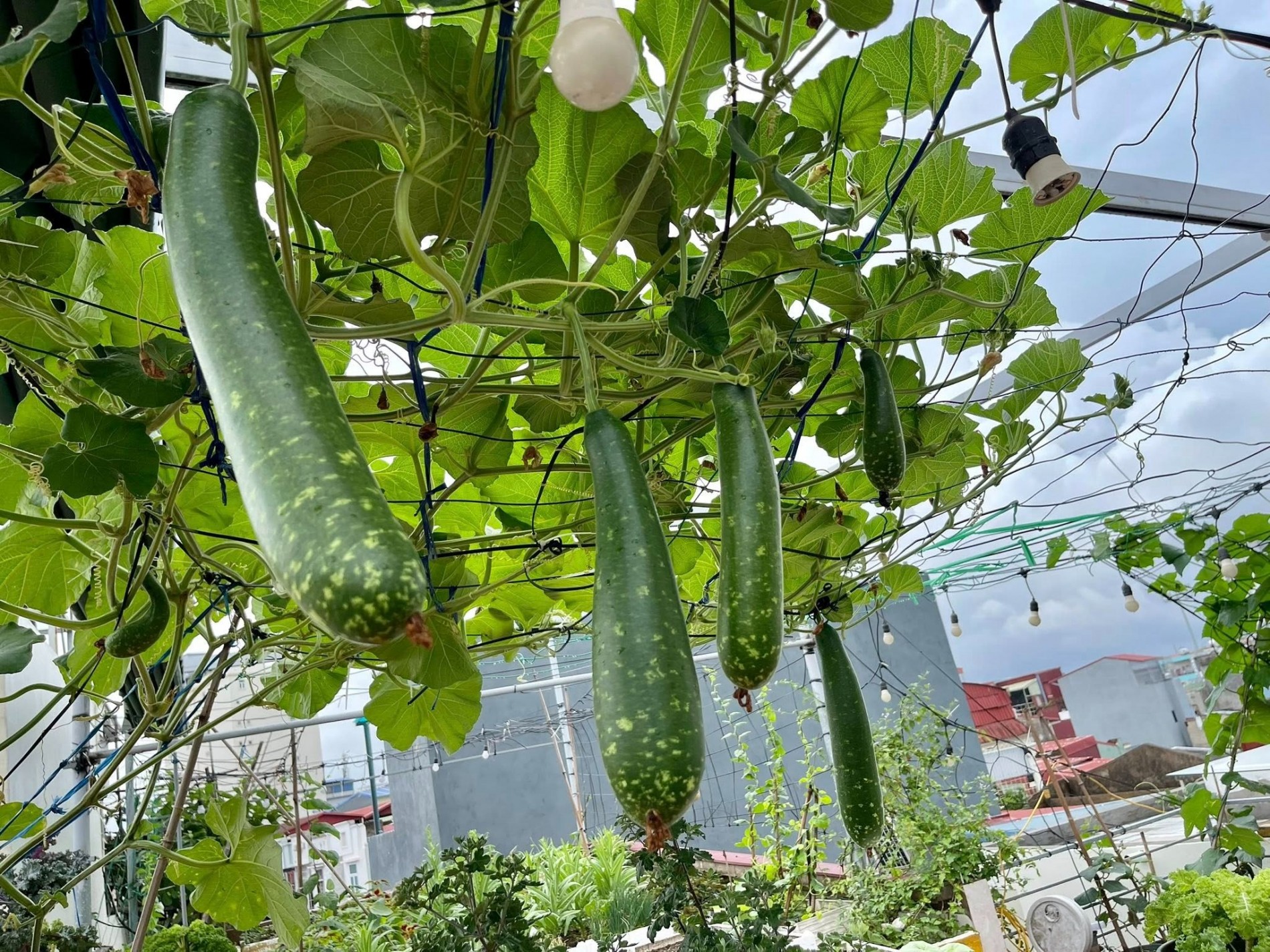 Nàng dâu Hải Phòng biến sân thượng thành vườn rau sạch xanh rì đáng mơ ước