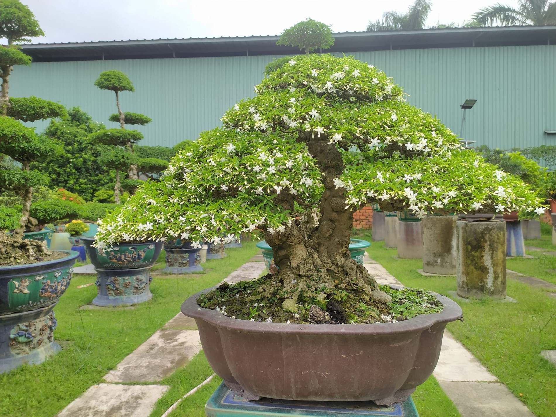 Mai chiếu thủy: Loài cây cảnh vừa làm đẹp sân vườn, vừa mang lại may mắn và bình an trong phong thủy